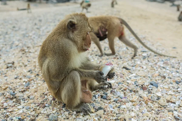 Macaco mangia granchi . — Foto Stock