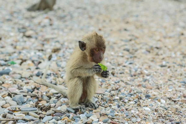 Macaco mangia granchi . — Foto Stock