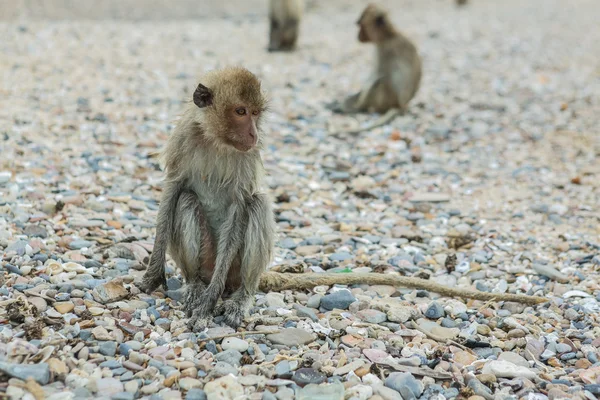 Macaco mangia granchi . — Foto Stock