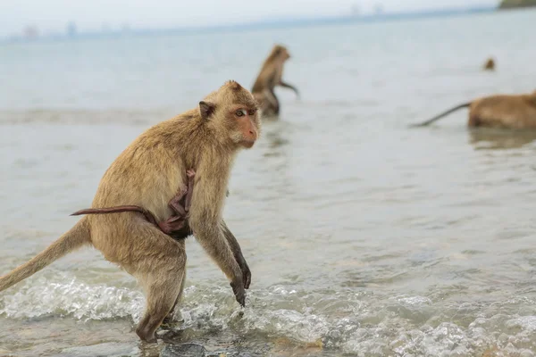 Yengeç yiyen makak.