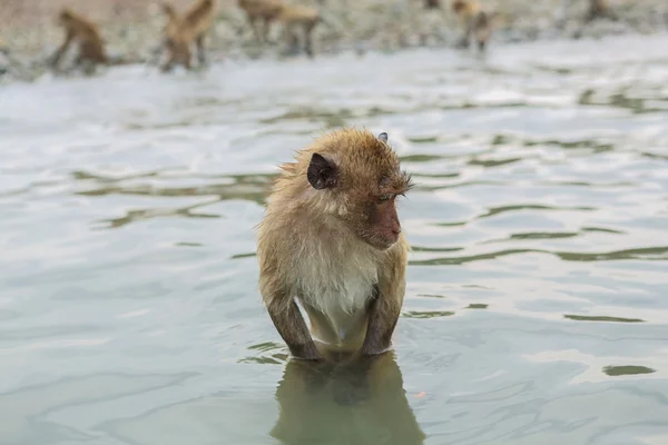 Macachi che mangiano granchi da nuoto . — Foto Stock