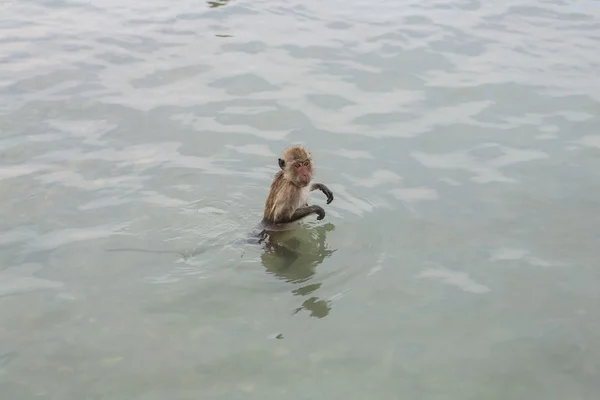 Macaques mangeurs de crabes nageurs . — Photo