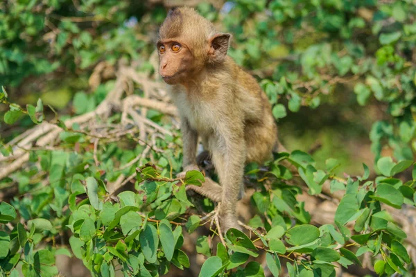 Macaco na árvore — Fotografia de Stock