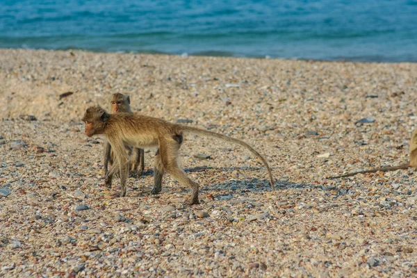 Scimmia sulla riva . — Foto Stock