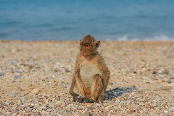 Mono en la orilla . — Foto de Stock