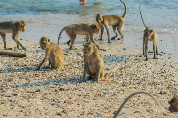 Monkey on the shore. — Stock Photo, Image