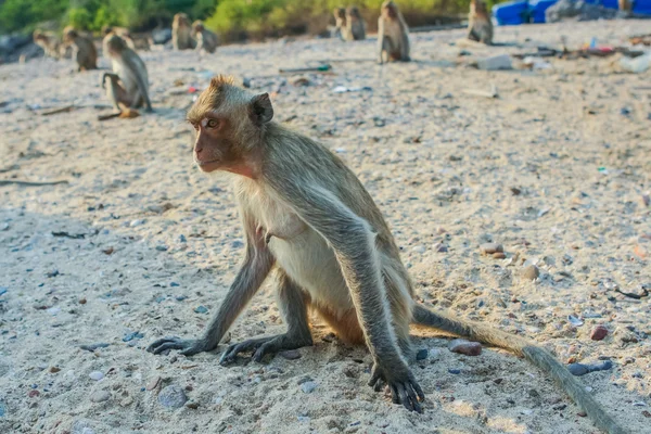 Apa på stranden. — Stockfoto