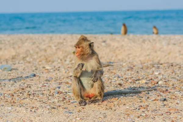 Apa på stranden. — Stockfoto