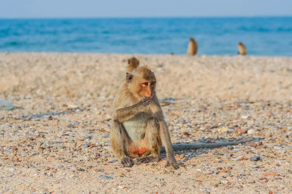 Opice na pobřeží. — Stock fotografie