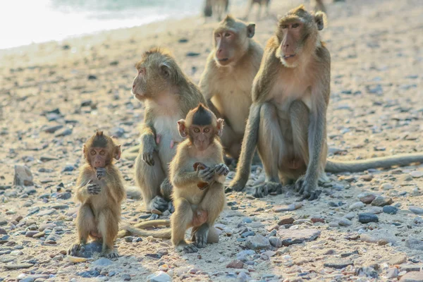 猴子的家庭在岸上. — 图库照片