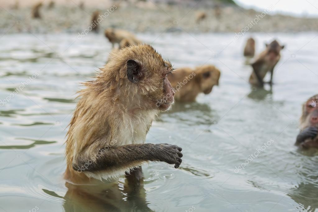 Swimming crabeating macaques. — Stock Photo © Smile19 75660459