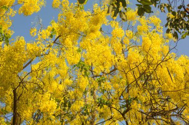 Sarı çiçekli ağaç