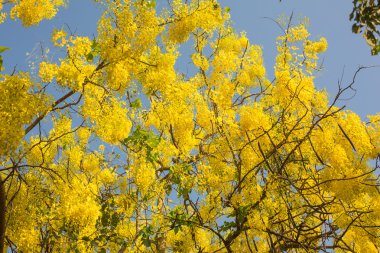 Sarı çiçekli ağaç