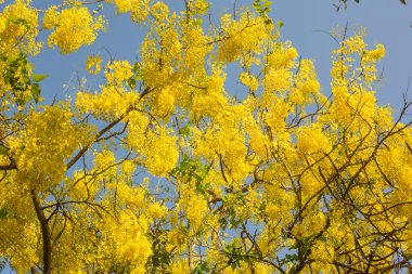 Sarı çiçekli ağaç