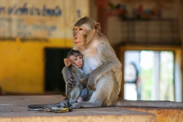 Macaco mãe com bebê — Fotografia de Stock