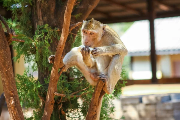 Monkey on the tree — Stock Photo, Image