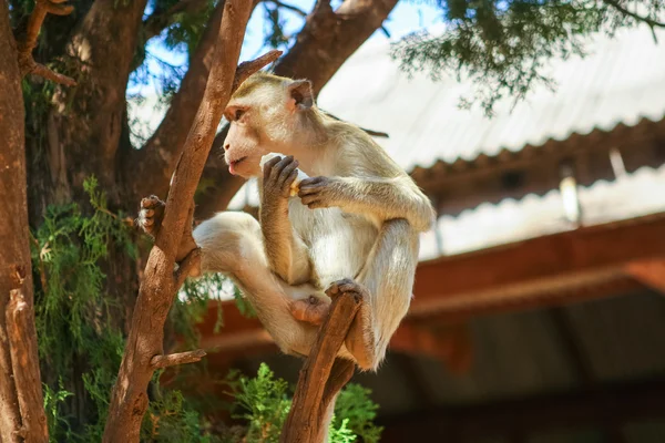 Ağaçtaki maymun — Stok fotoğraf
