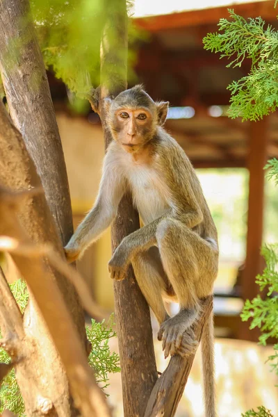 Ağaçtaki maymun — Stok fotoğraf