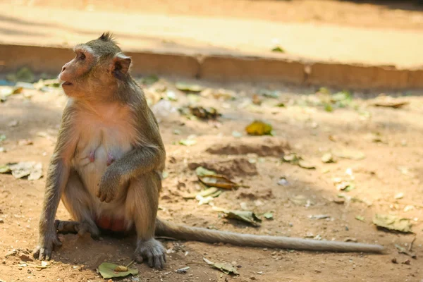 Macaco.. — Fotografia de Stock