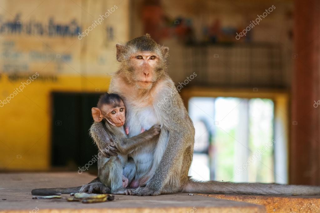 Uitverkoop Trouw Boodschapper Moeder aap met baby ⬇ Stockfoto, rechtenvrije foto door © Smile19 #76042895