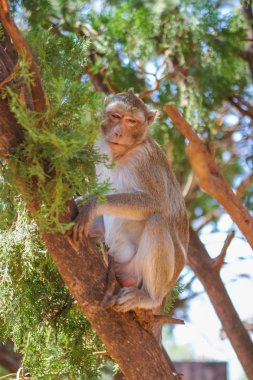 Ağaçtaki maymun