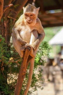 Ağaçtaki maymun