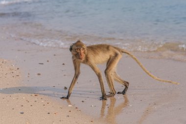 Maymun sahilde