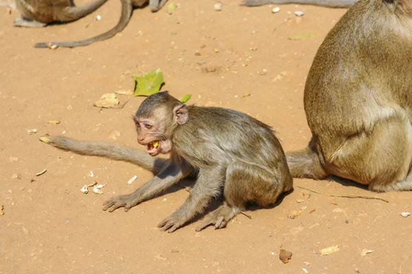 Group of monkeys. — Stock Photo, Image