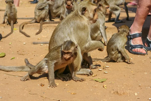 Grupo de monos . — Foto de Stock