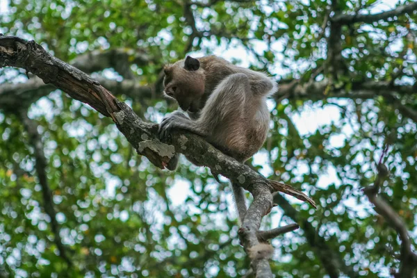 Monkey on the tree — Stock Photo, Image