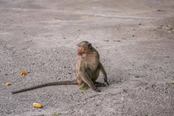 Monkey eats banana. — Stock Photo, Image