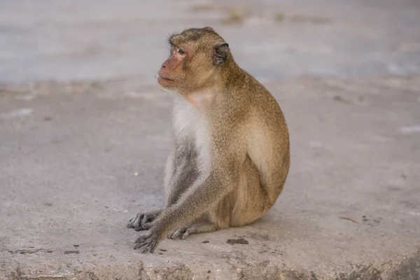 Monkey eats banana. — Stock Photo, Image