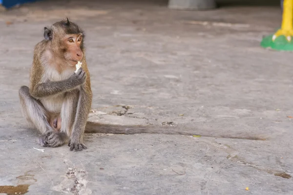 Monkey eats banana. — Stock Photo, Image