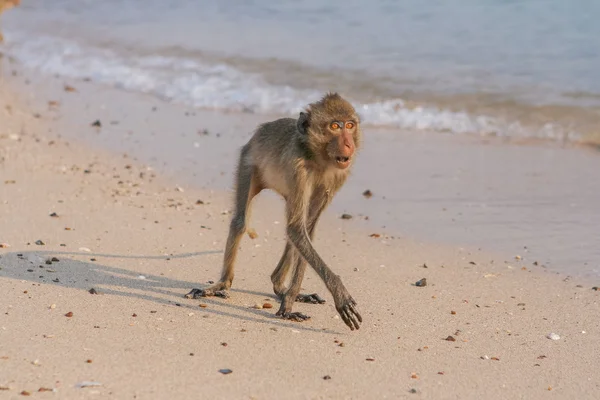 Μαϊμού στην ακτή — Φωτογραφία Αρχείου