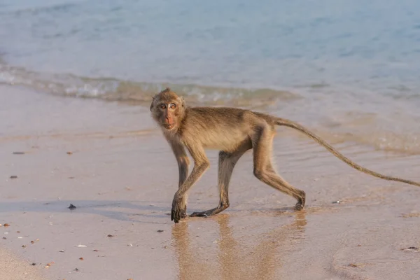 岸の猿 — ストック写真