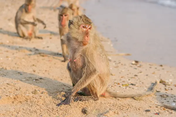 Mono en la orilla — Foto de Stock
