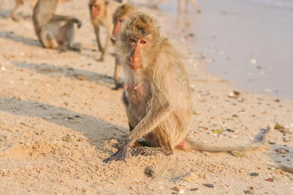 Mono en la orilla — Foto de Stock