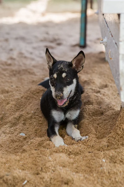 Hond op het strand — Stockfoto