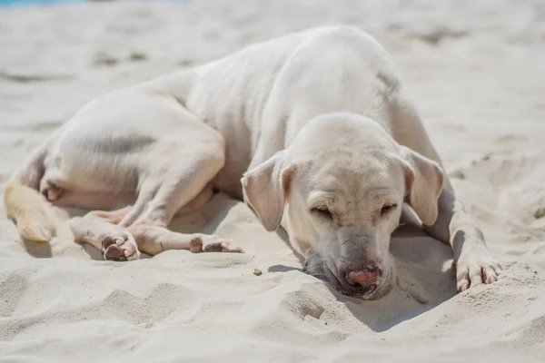 Perro en la playa —  Fotos de Stock