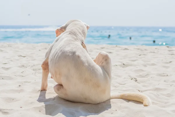 Hund på stranden — Stockfoto