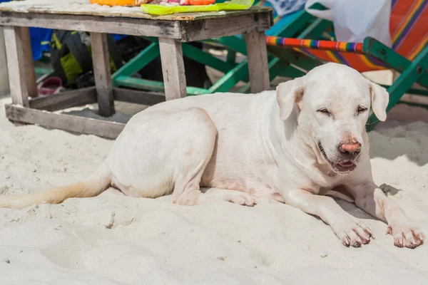 Hond op het strand — Stockfoto