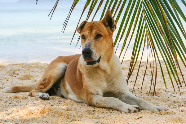 Kumsaldaki köpek.