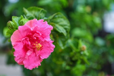 Pembe Başörtüsü Çiçeği.