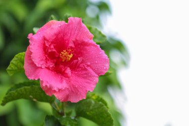 Pembe Başörtüsü Çiçeği.