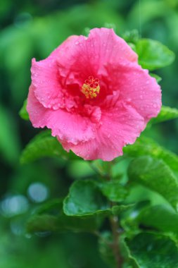 Pembe Başörtüsü Çiçeği.