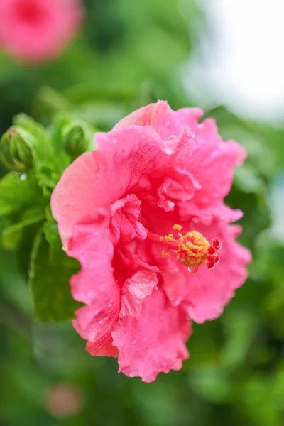 Fleur d'Hibiscus rose. — Photo