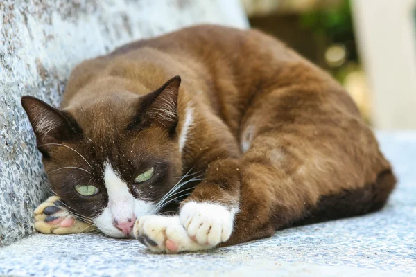 Gato en el banco — Foto de Stock