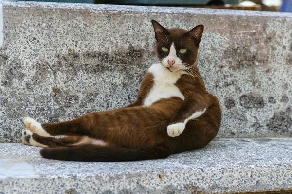 Kot na ławce — Zdjęcie stockowe