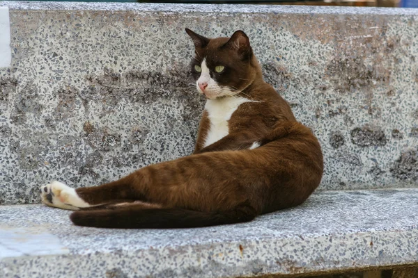 벤치에 고양이 — 스톡 사진