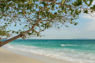 Yeşil ağaç beyaz kum plajı üzerinde. 